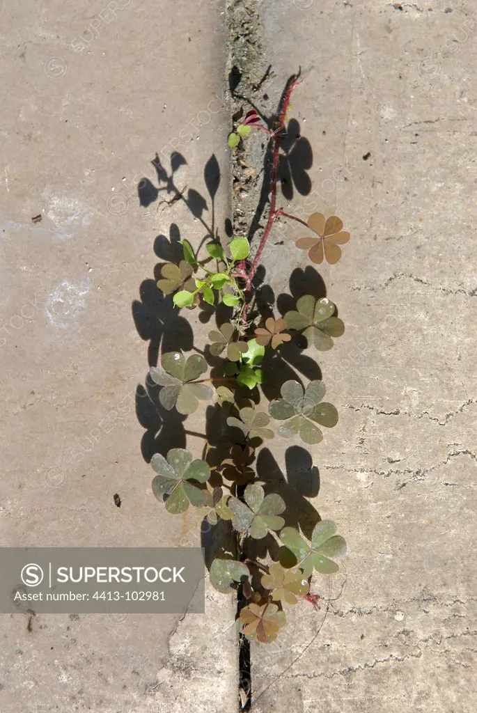 Plant growing in a crack in the sidewalk Paris France