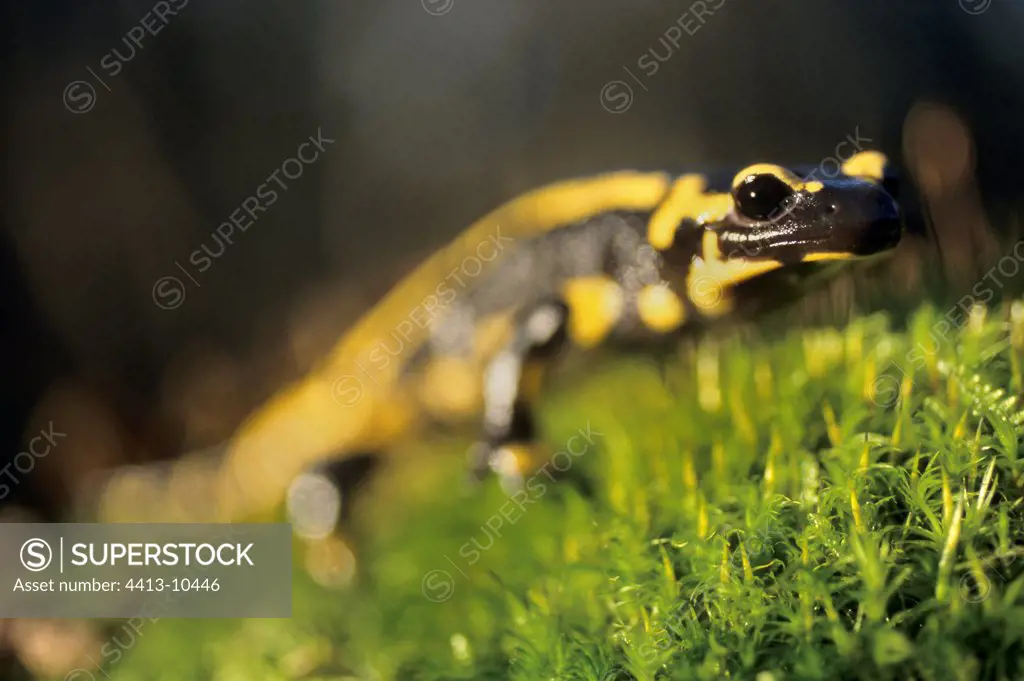 Speckled salamander going in the grass France