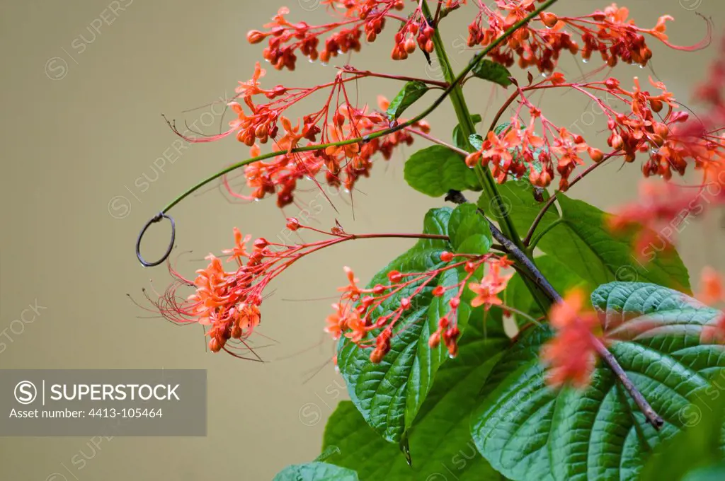 Flowering bush Primary rainforest Danum Valley Sabah Borneo