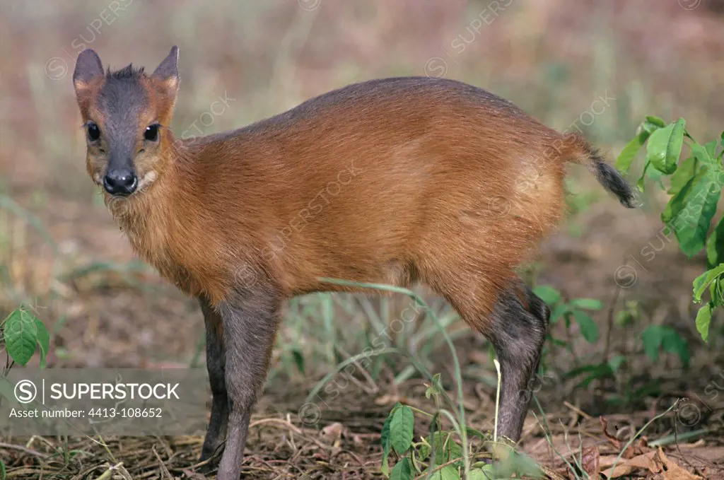 Red-flanked Duiker