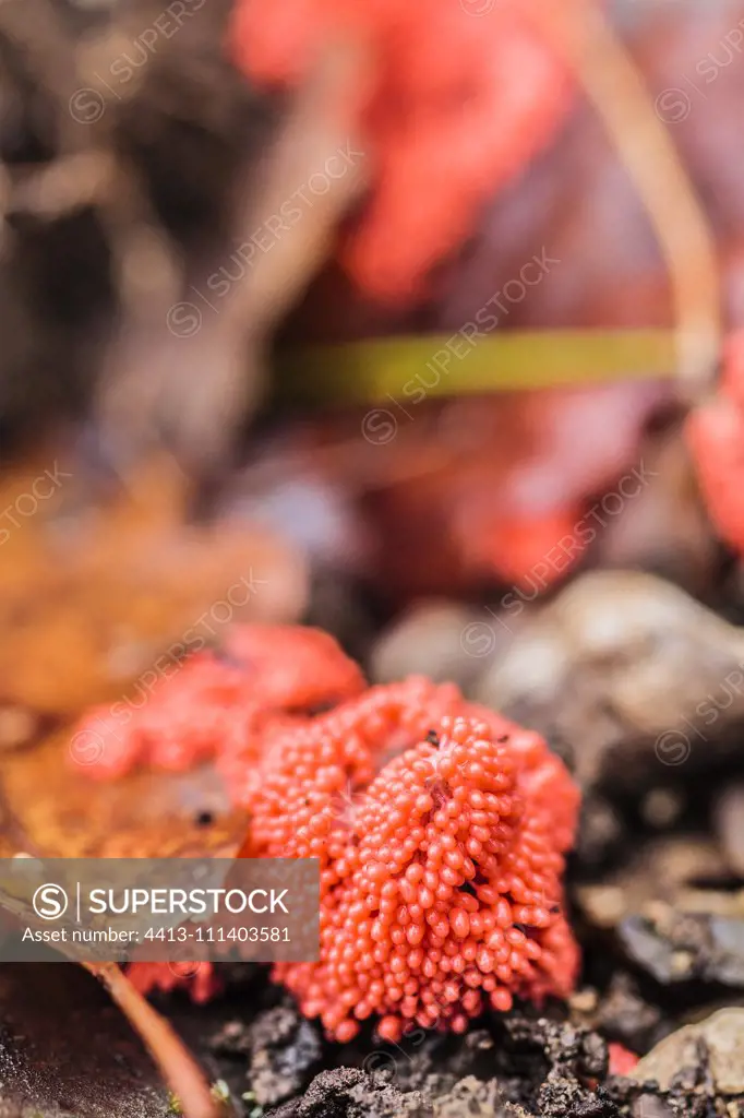 Red Raspberry Slime Mold (Tubifera ferruginosa). Myxomycete (mycetozoan) quite common on fir tree needles, in humid places or in very wet weather, in autumn.