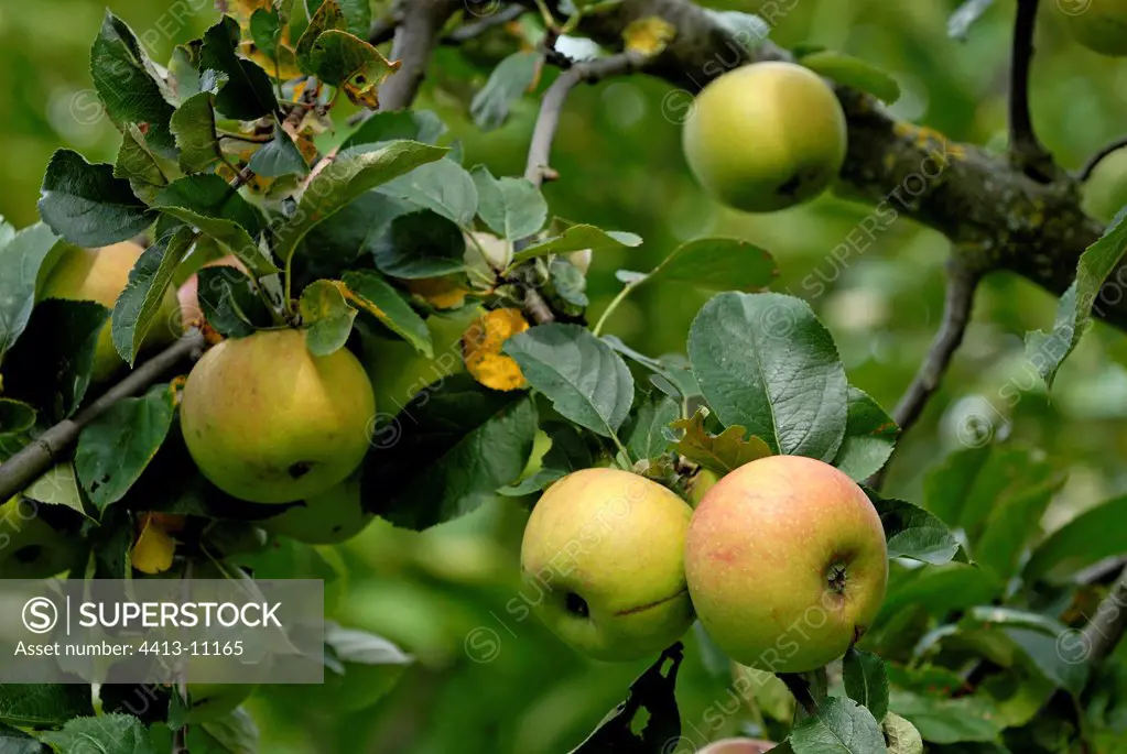 Apples 'Reinette dorée de Blenheim' on the tree Alsace