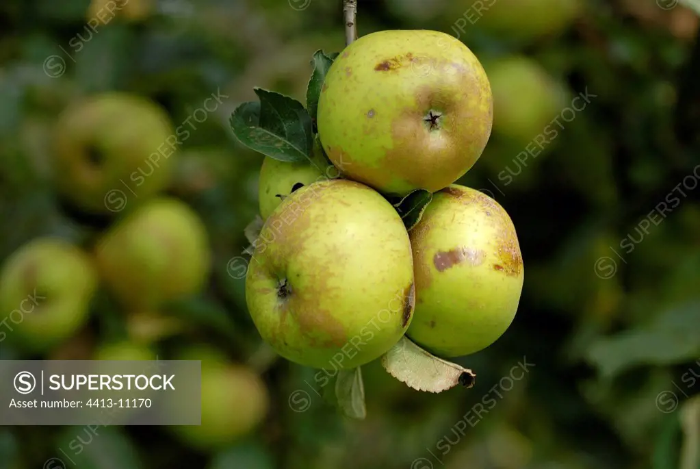 Apples 'Reinette blanche du Canada' on the tree Alsace