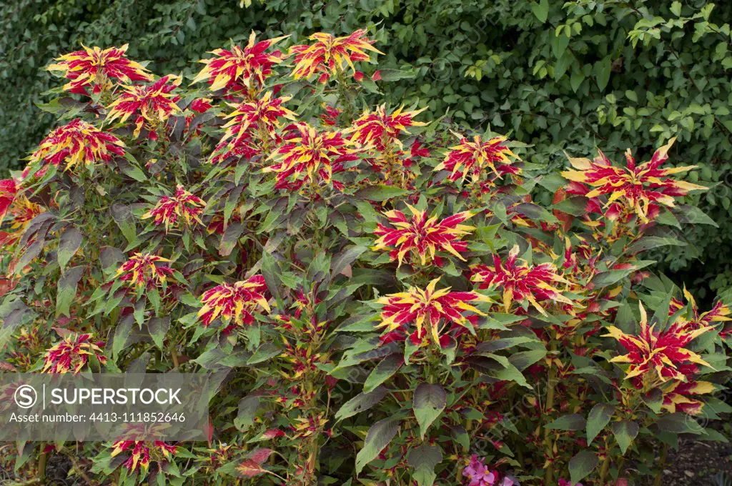 Tampala (Amaranthus tricolor) 'Splendens Perfecta'