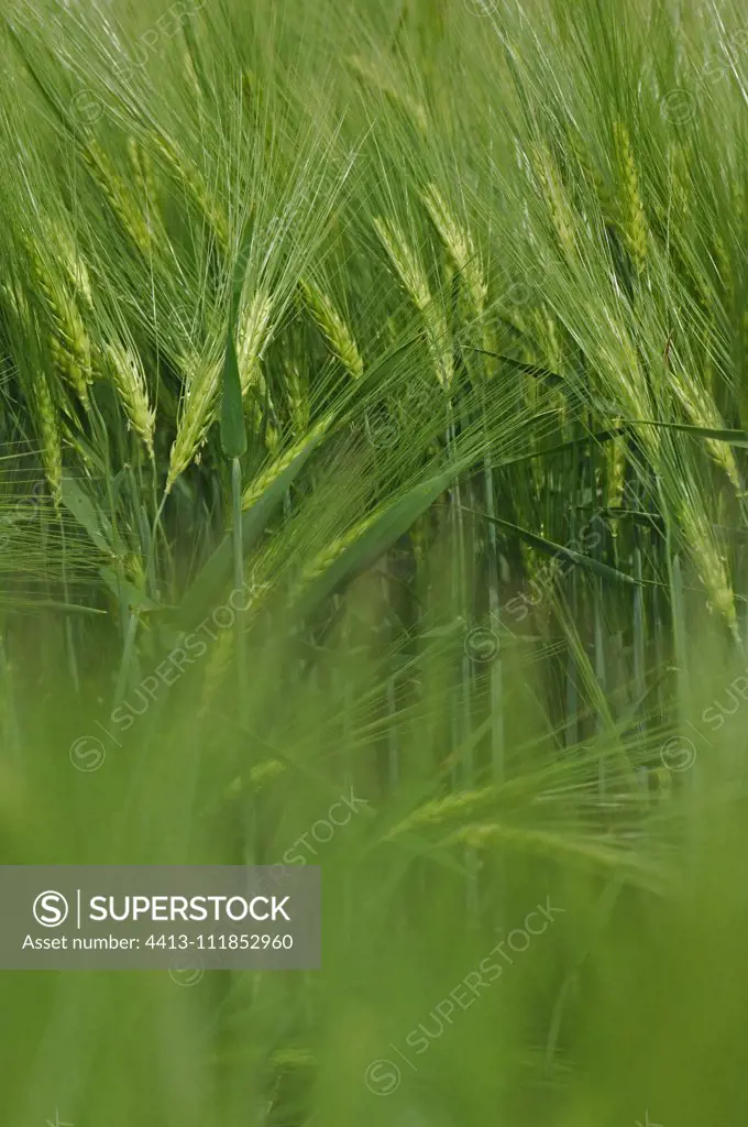 Green wheat ears