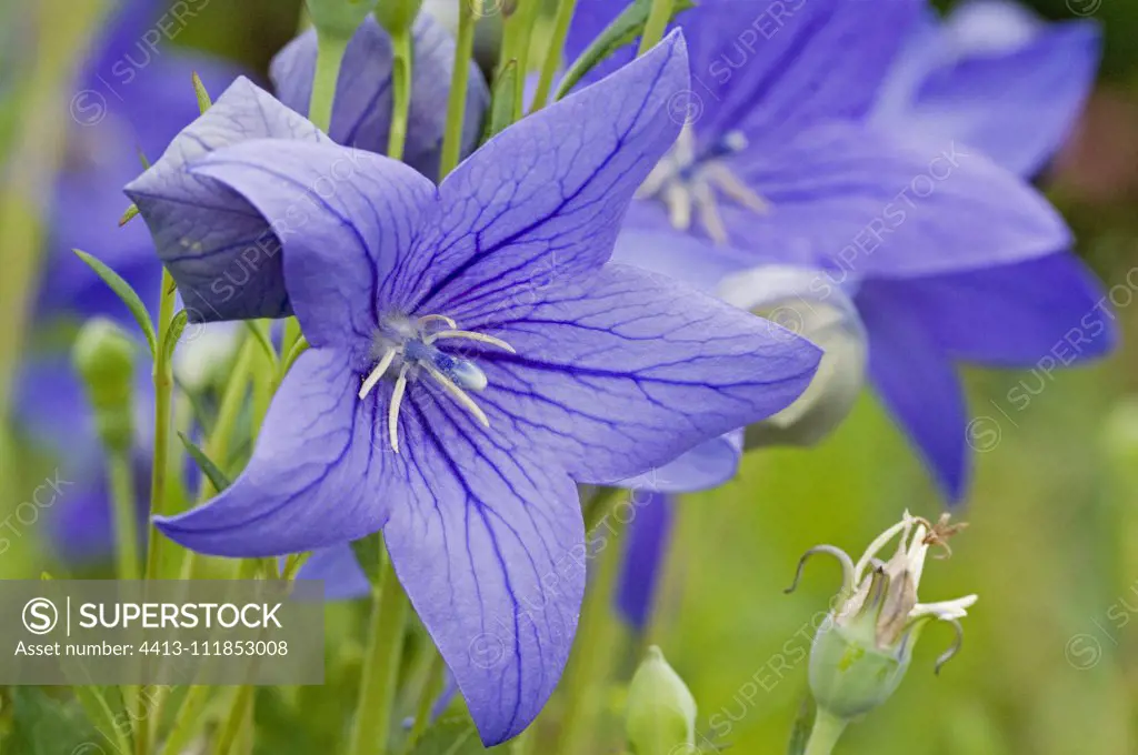 Balloon flower (Platycodon grandiflorus) 'Mariesii', flowers