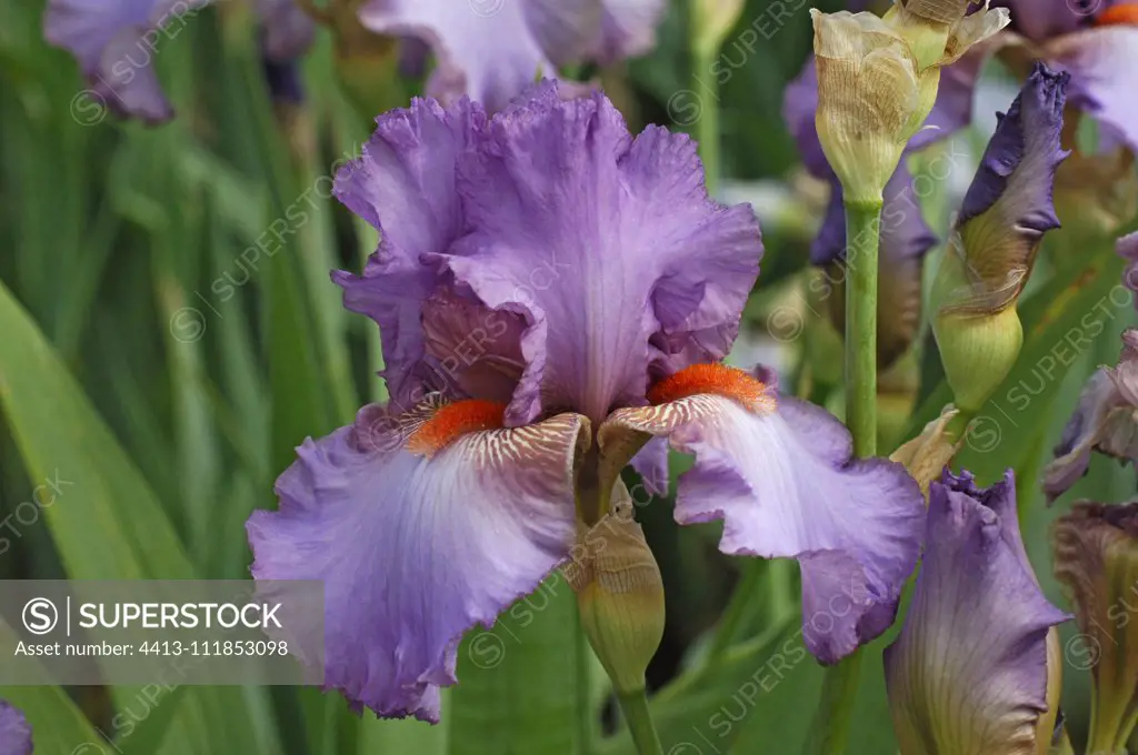 Horticultural Iris (Iris x germanica) 'Glory Gound', flower - SuperStock