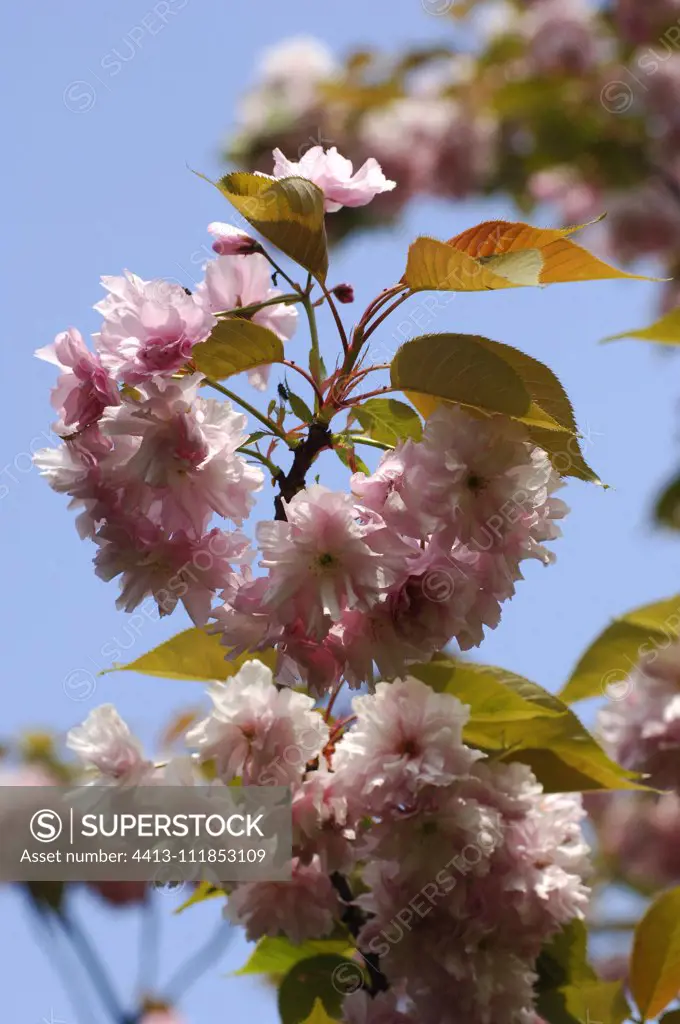 Japanese flowering cherry (Prunus serrulata) 'Hokusai'