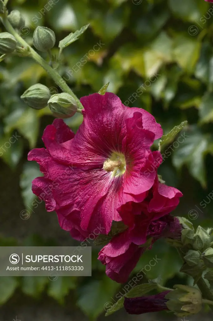 Hollyhock (Alcea rosea), flower