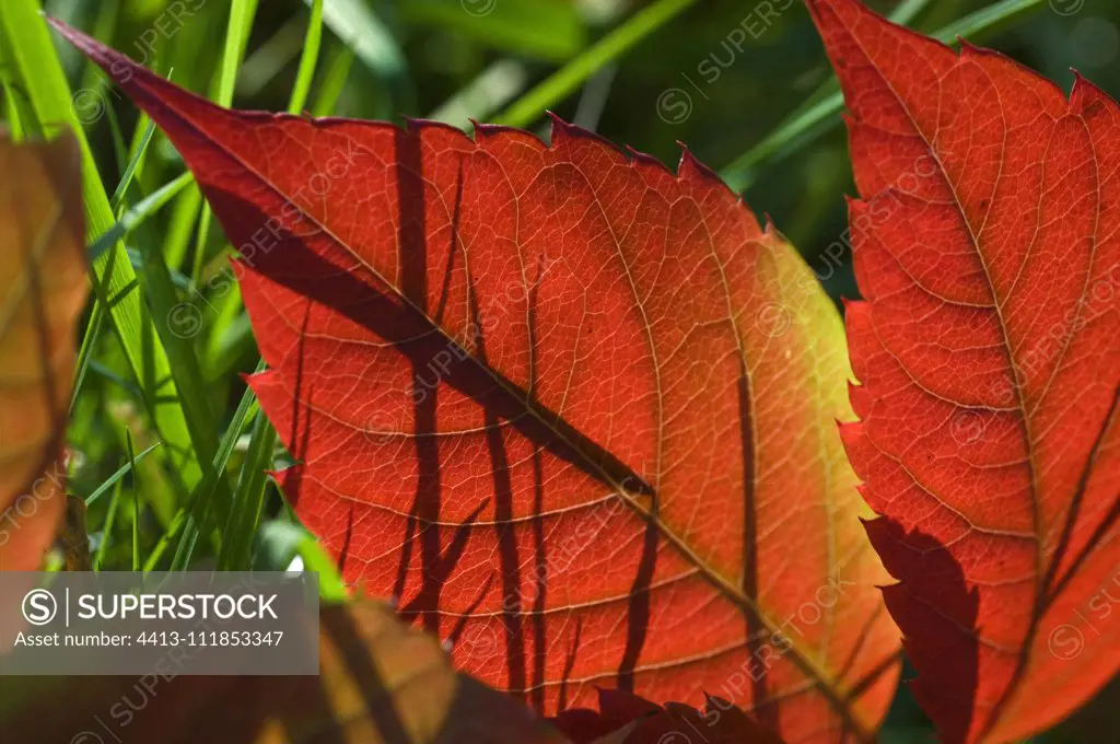 Vigne vierge (Parthenocissus quinquefolia) leaf in autumn color