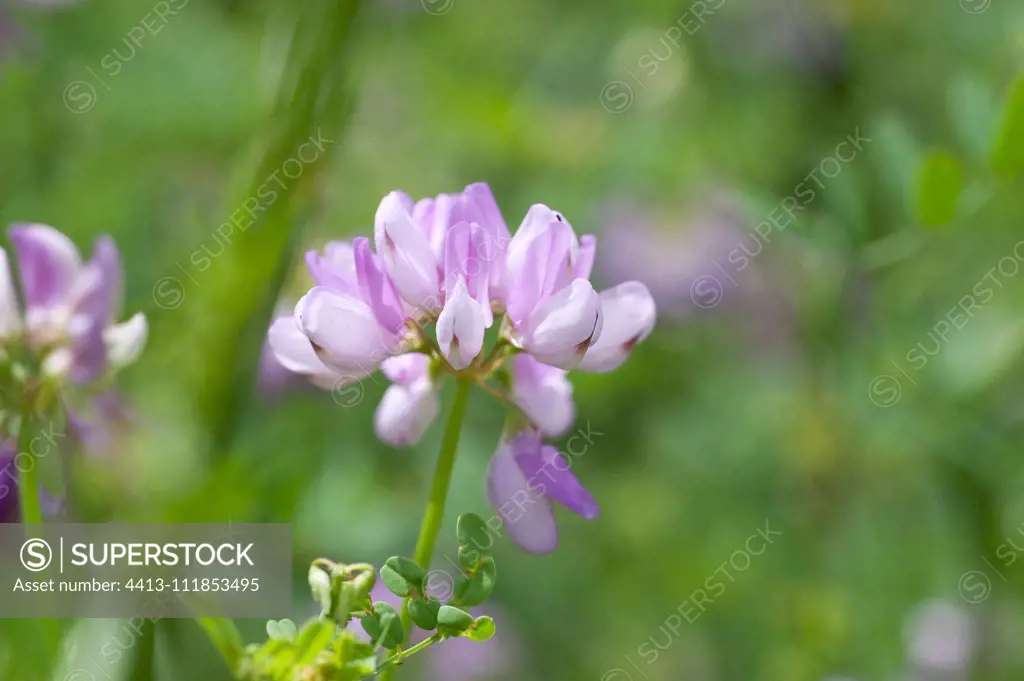 Purple crown-vetch (Coronilla varia) flowers