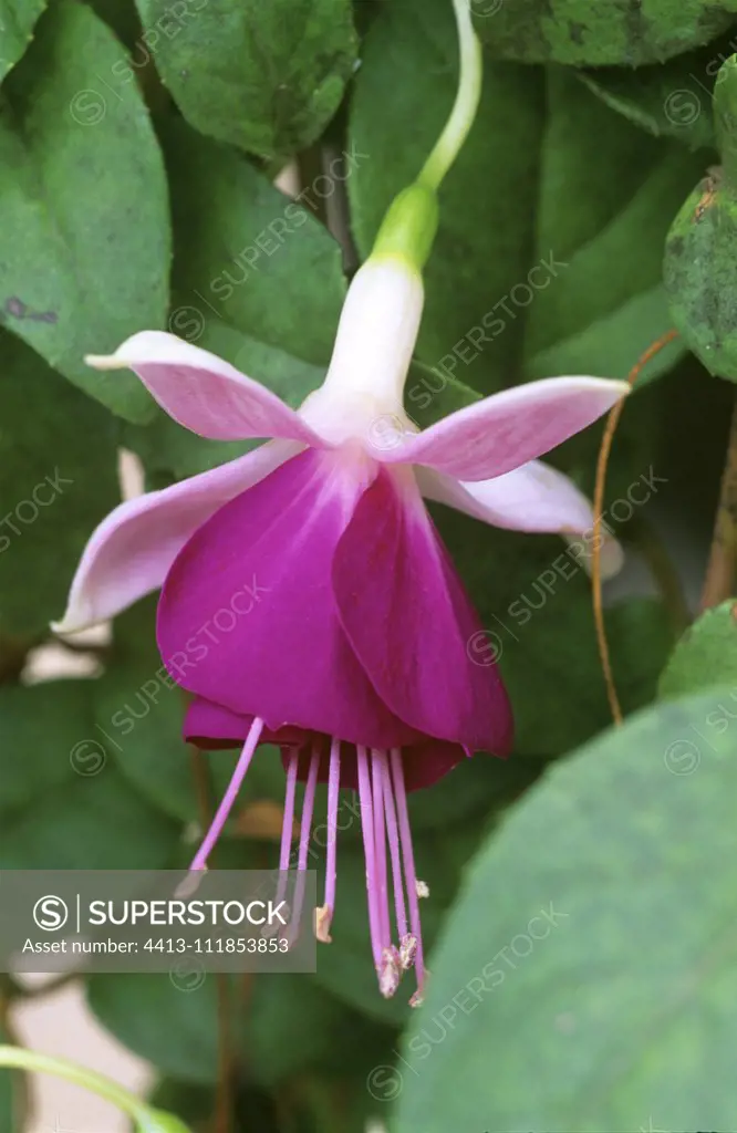 Fuchsia 'Pink Ballet Girl' (Fuchsia sp), Portrait