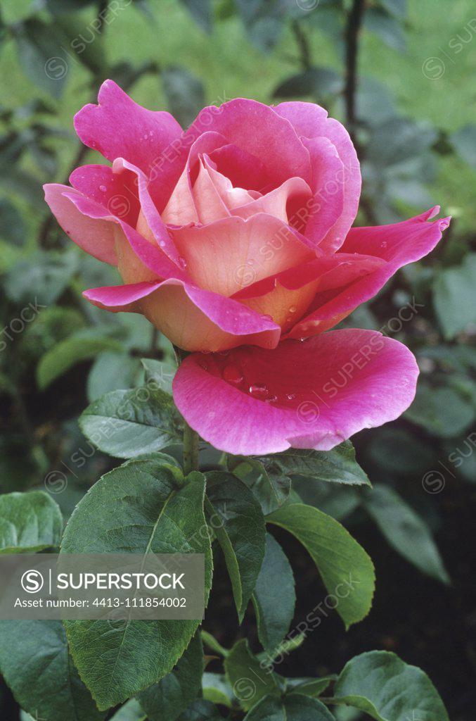 Rose (Rosa 'Kronenbourg', syn. Rosa 'Flaming Peace') - SuperStock