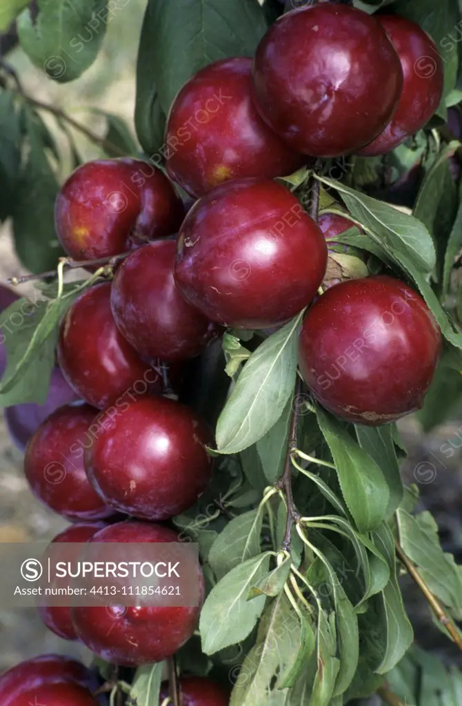 Plum 'Sprite' (Prunus domestica), fruits on the tree