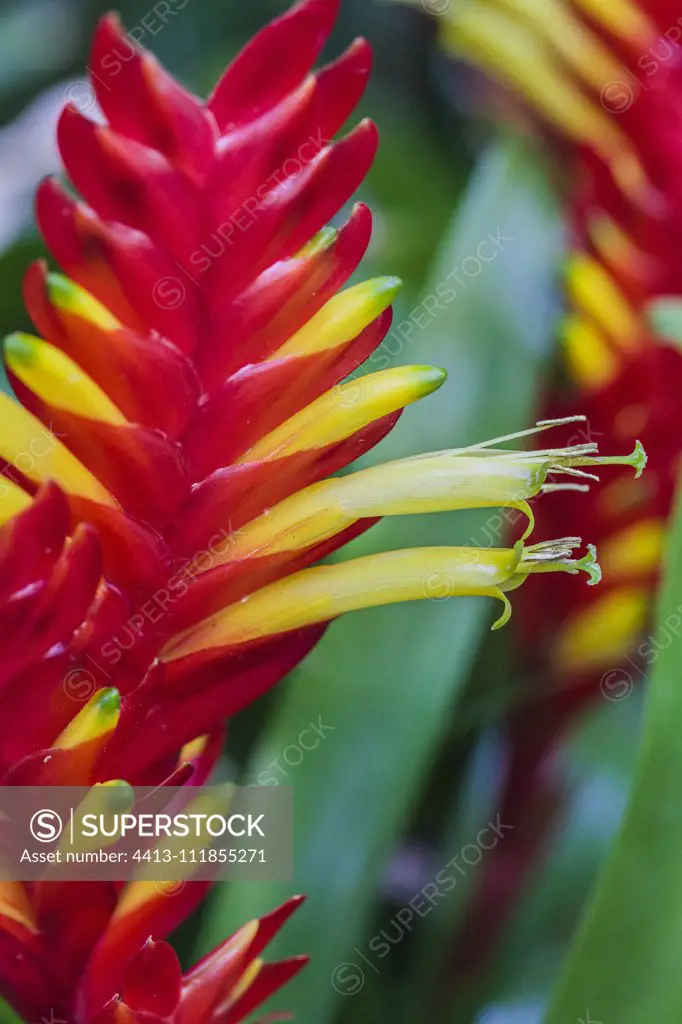 Flaming Sword Bromeliad (Vriesea carinata) floral spike