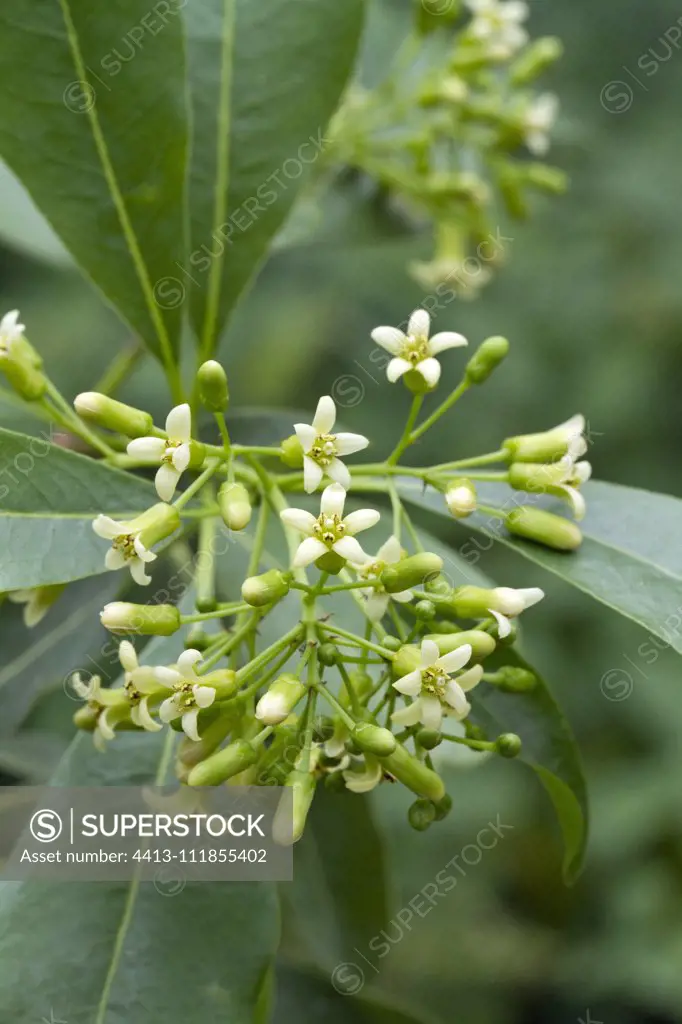 Cape cheesewood (Pittosporum viridiflorum) flowers