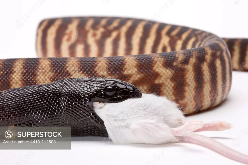 Black-headed Python eating a mouse on white background 2/5