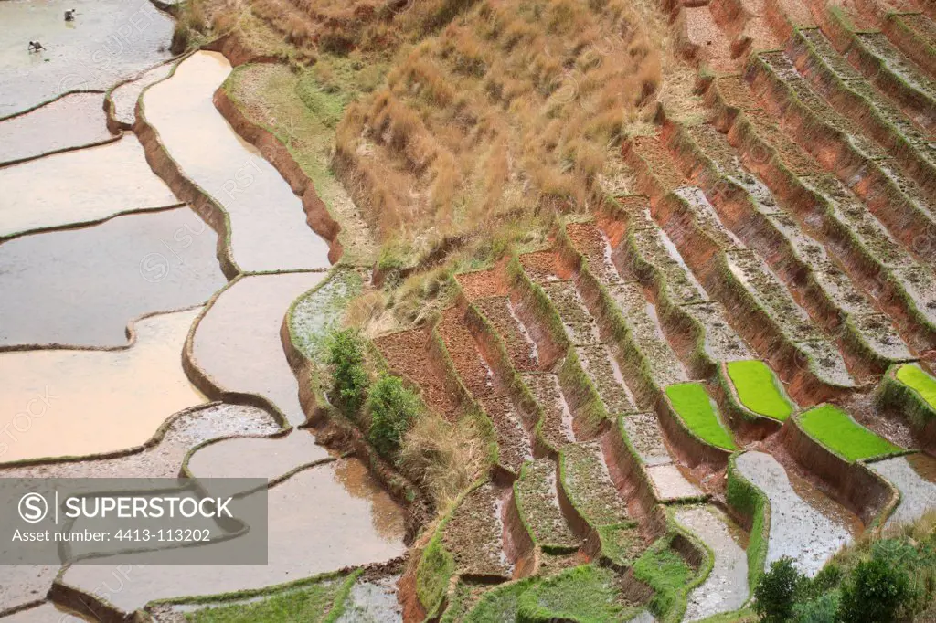 View of rice terraces in Madagascar