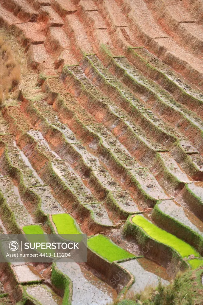 View of rice terraces in Madagascar