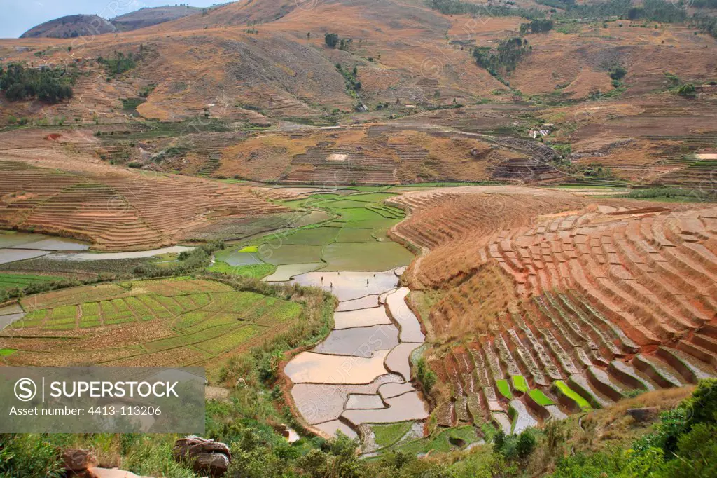 View of rice terraces in Madagascar