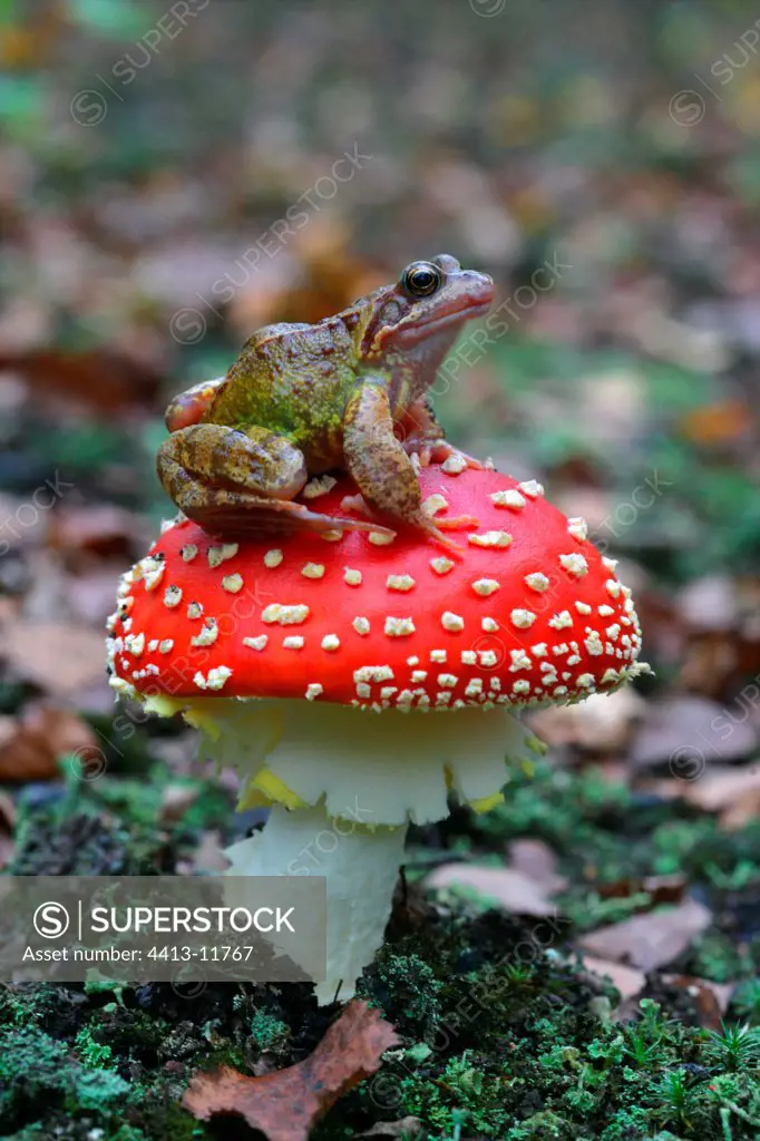 Common frog on a Fly agaric United-Kingdom