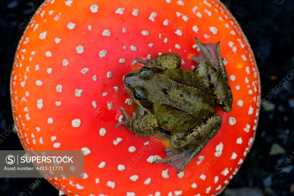 Common frog on a Fly agaric United-Kingdom