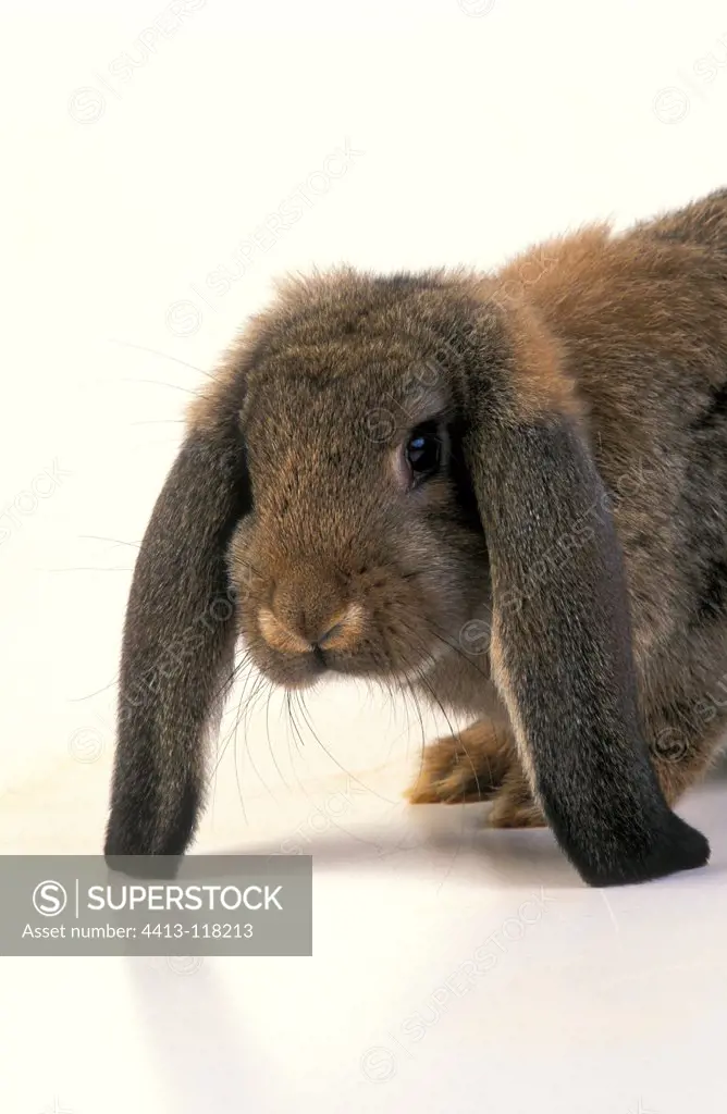 French lop Rabbit