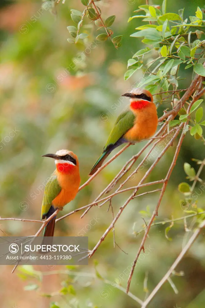 White-fronted bee-eaters on a branch Kruger South Africa