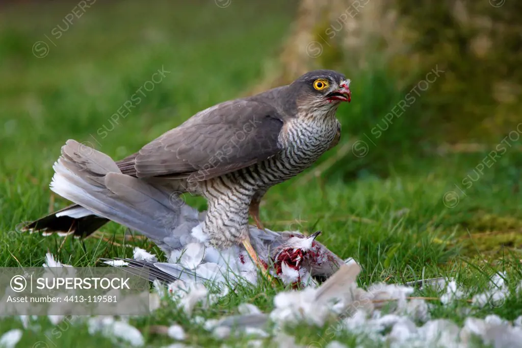 Female European Sparrow hawk plucking a woodpigeon GB