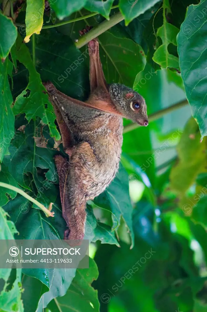 Philippine Flying Lemur in the Tarutao NP Thailand