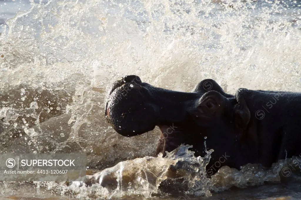 Hippopotamus fighting in the river Masai Mara NR Kenya