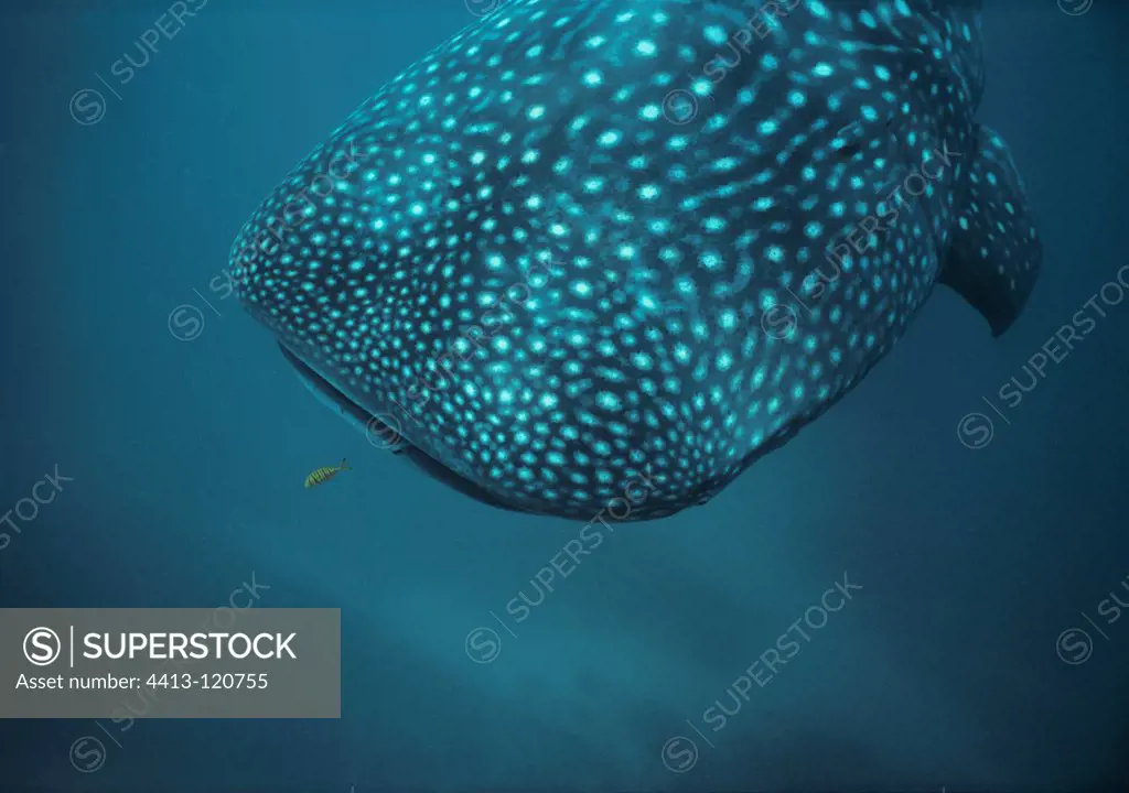 Whale Shark and Juvenile Golden Trevally West Australia