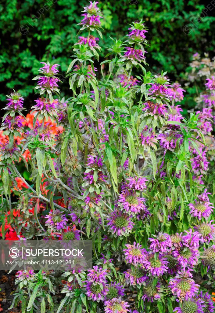 Bee balm 'Lambada' in bloom in a garden