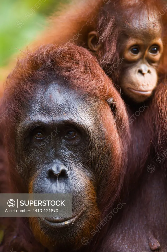 Female orangutan carrying baby on her back Borneo