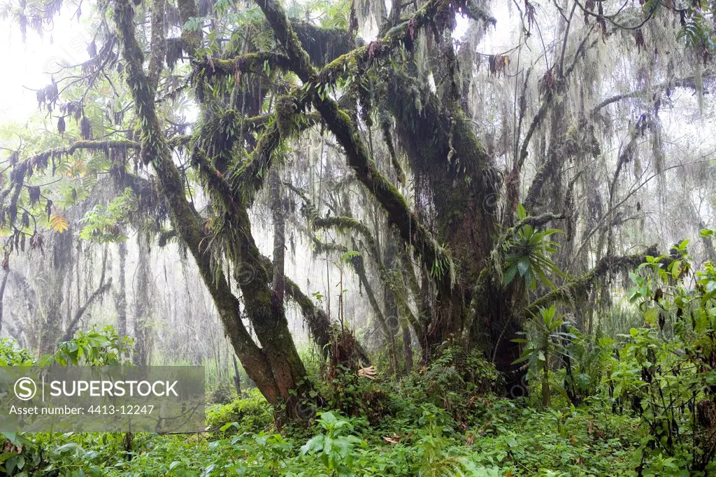 Forest of Karisoke Volcanos National park Rwanda