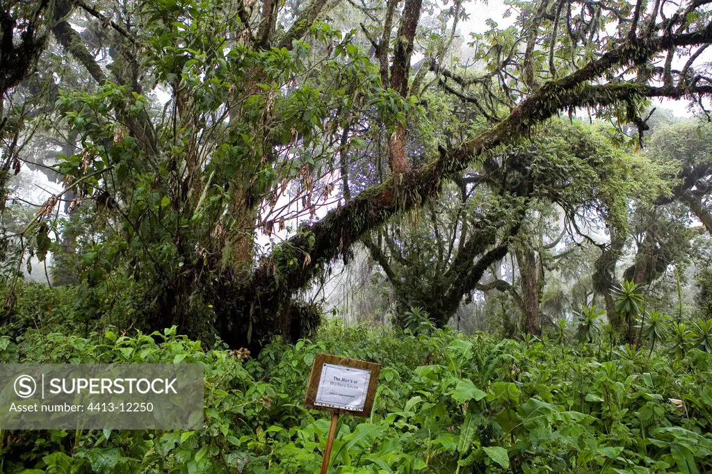 Forest of Karisoke Volcanos National park Rwanda