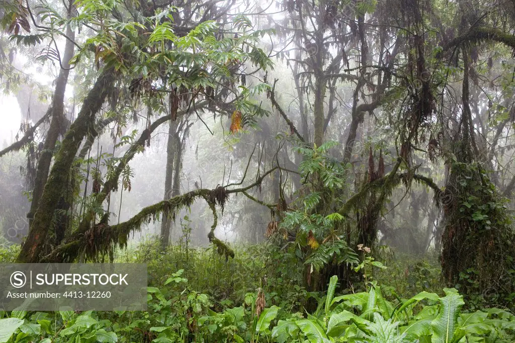 Forest of Karisoke Volcanos National park Rwanda