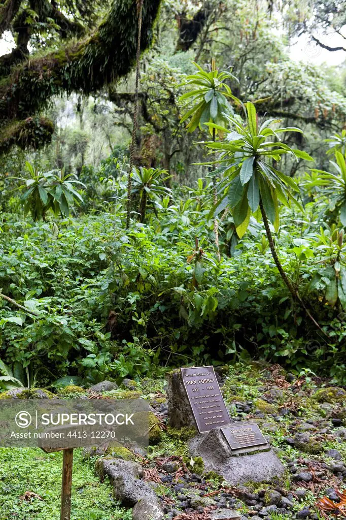 Tomb of Dian Fossey Volcanos National park Rwanda