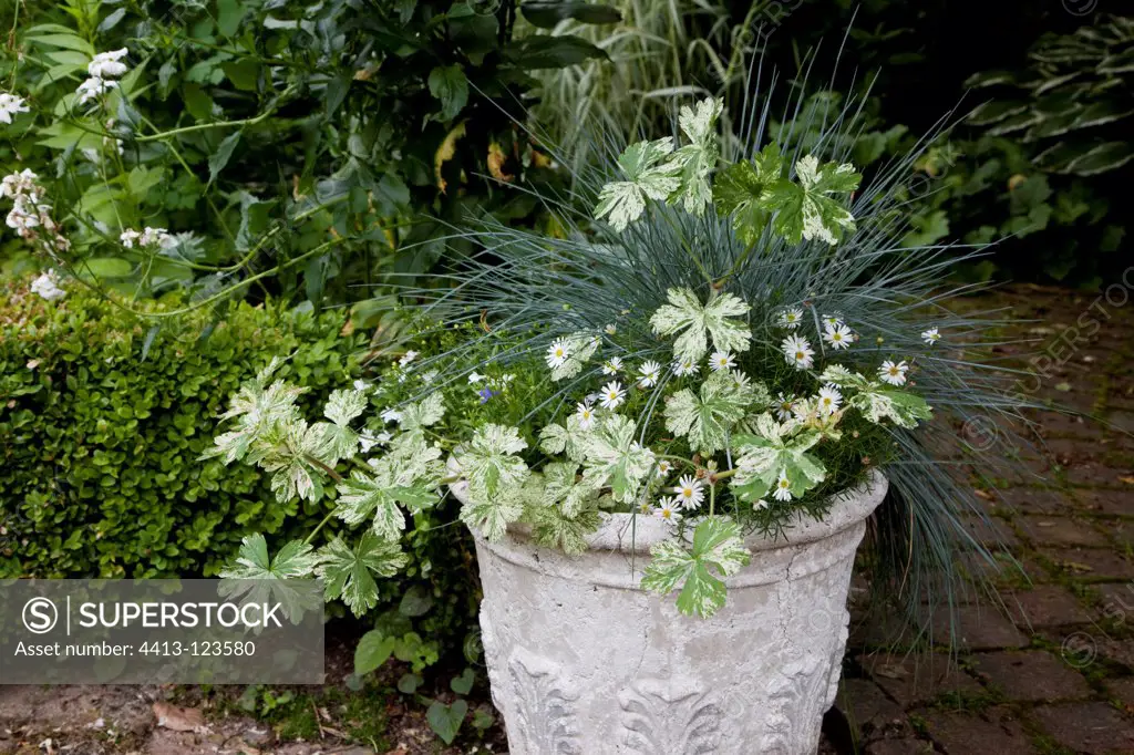 Geranium 'Confetti' and fescue in a pot in a garden