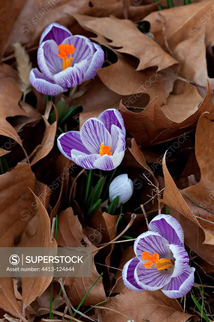 Crocus in bloom in a garden