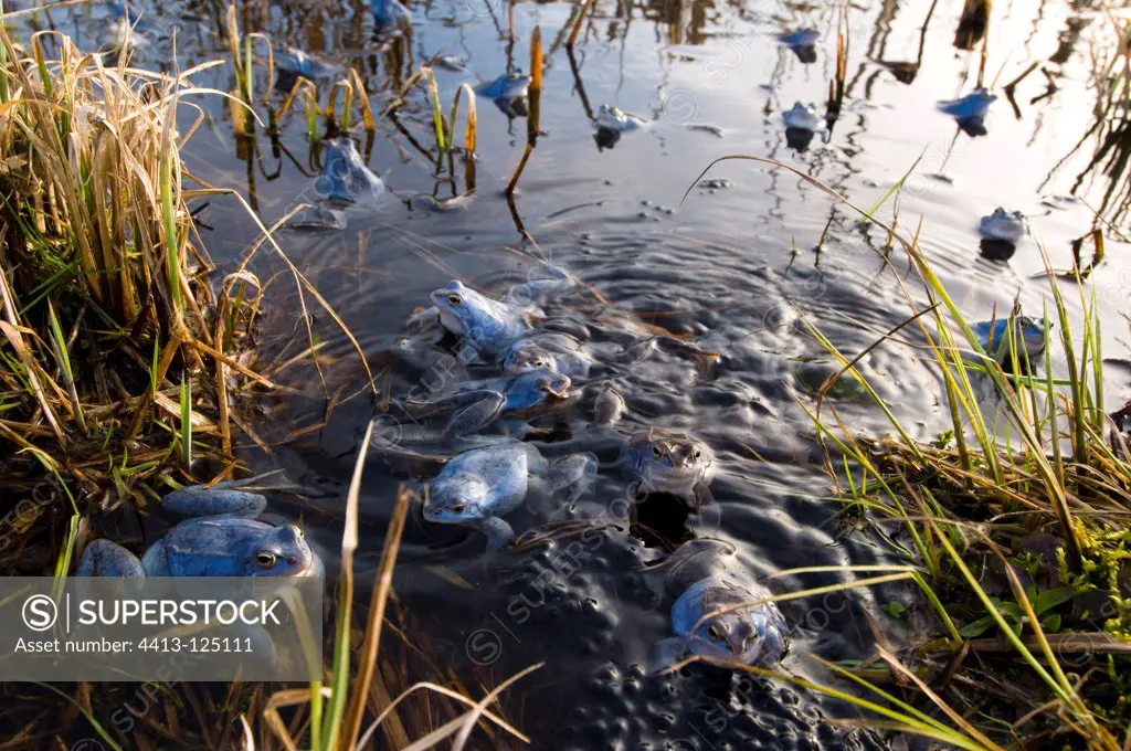 Moor frog breeding males parade in a pondBavaria Germany