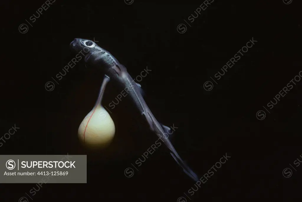 Newborn Spined Pygmy Shark with yolk sac still attached