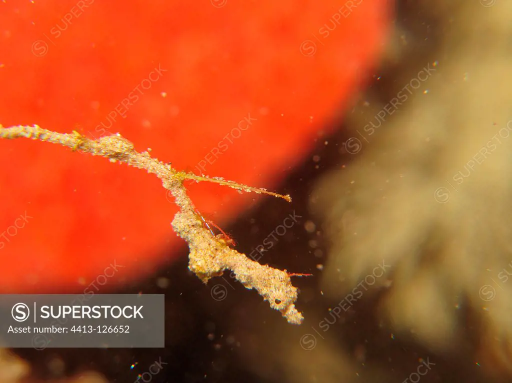 Lembeh Sea Dragon Lembeh Strait Indonesia