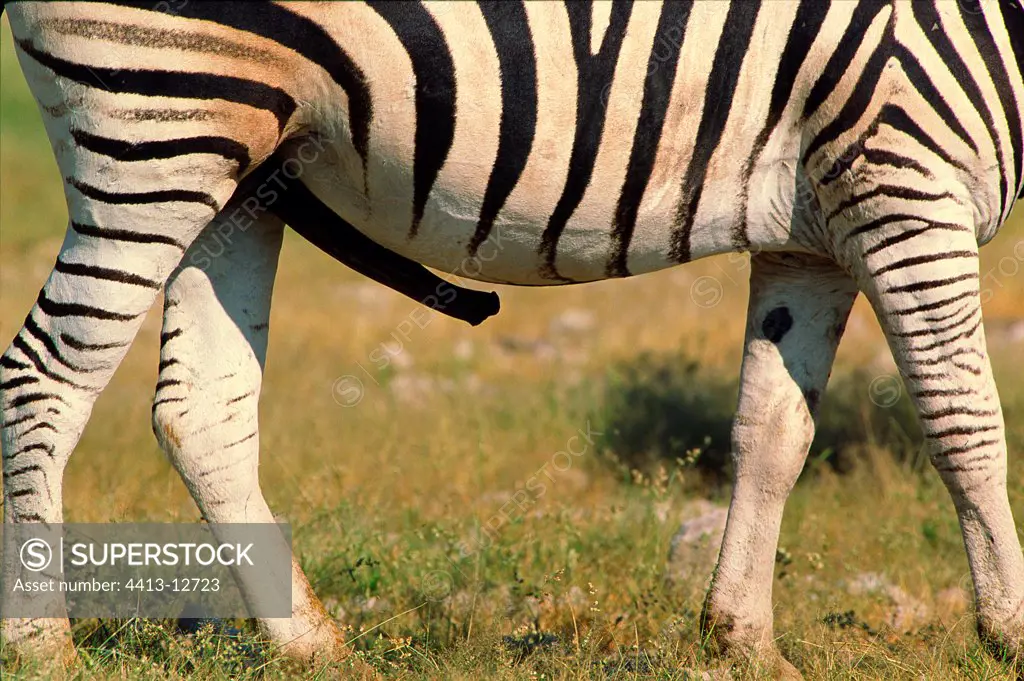 Sex of Zebra of Burchell in erection Etosha SuperStock 