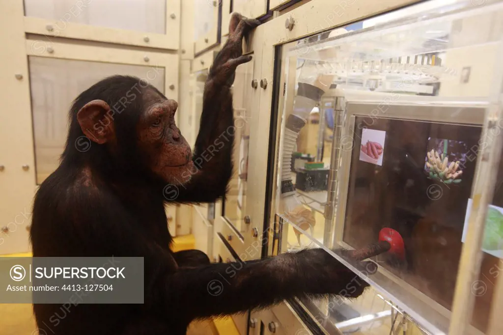 Research on the cognitive abilities of chimpanzees Japan