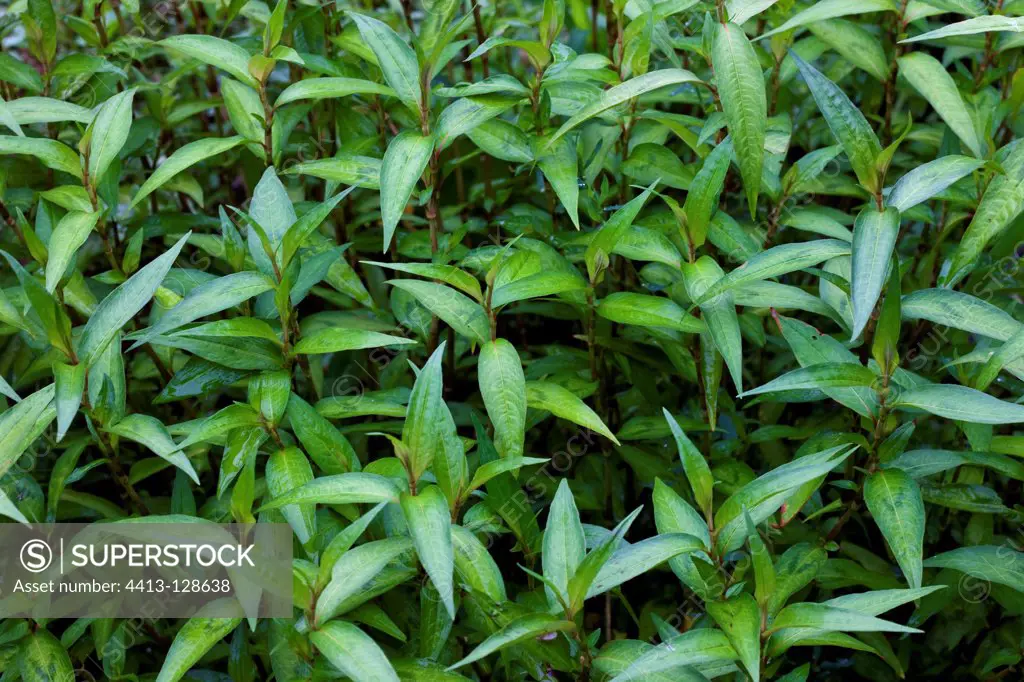 Fragrant knotweed plant native of Vietnam