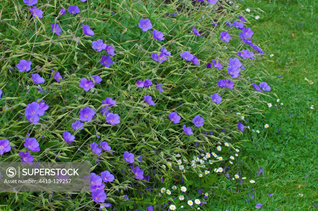 Geranium 'Spinners' in bloom in a garden