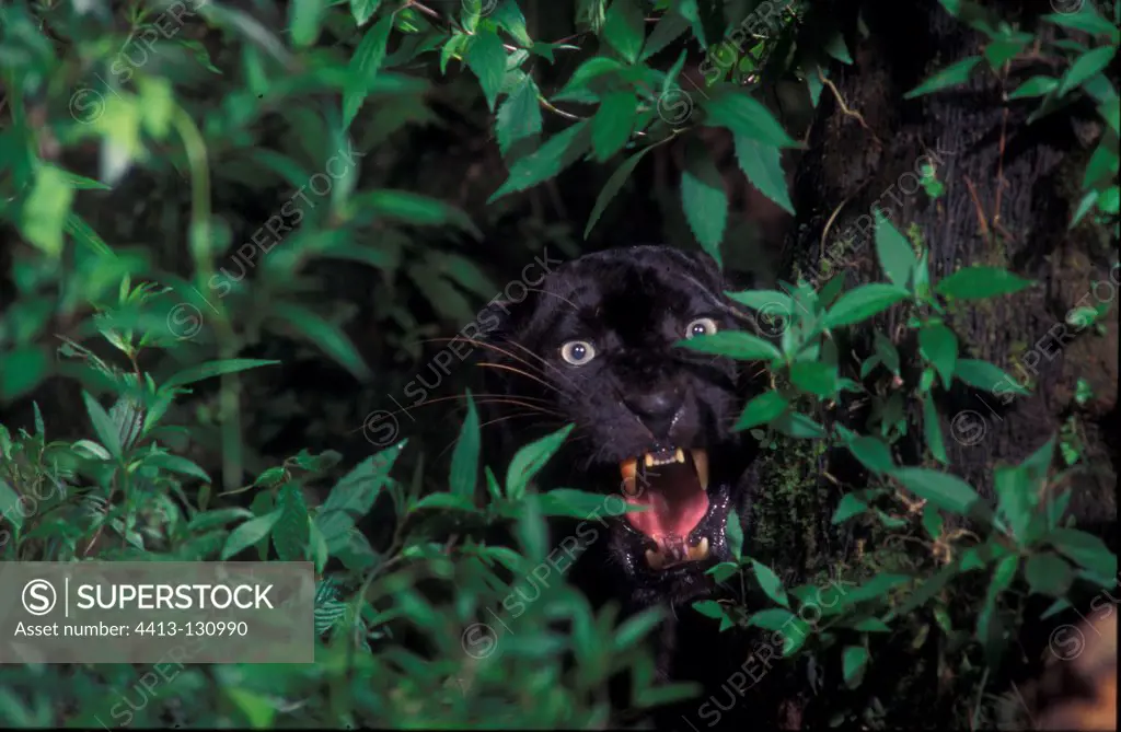 Black panther aggressive behaviour Ujung Kulon NP Java