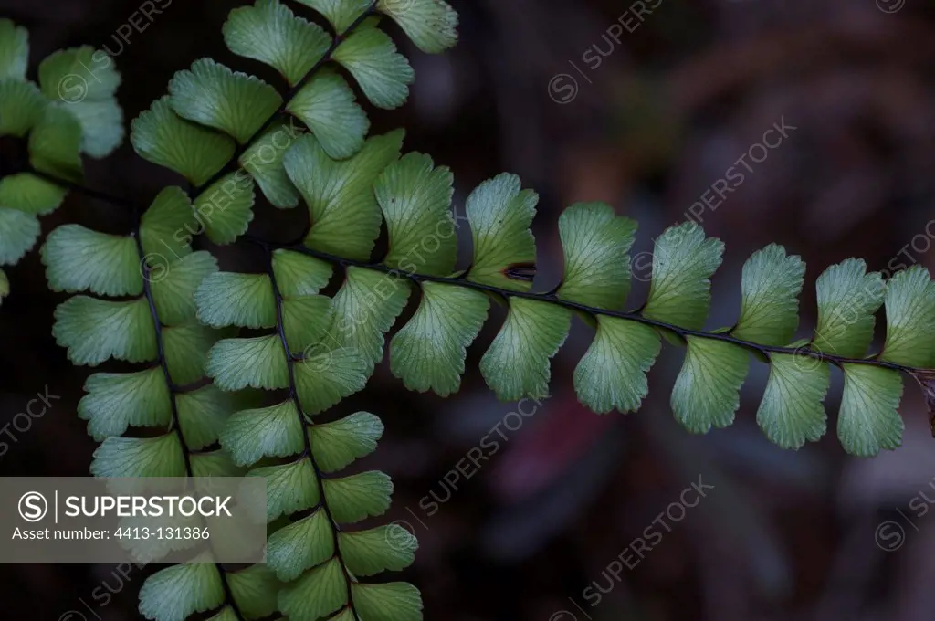 Fern Park in Blue River in New Caledonia