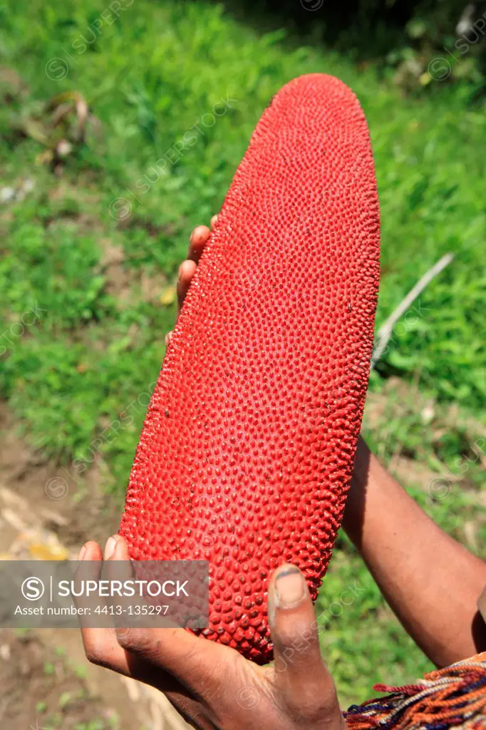 Marita fruit of Pandanus Papua New-Guinea